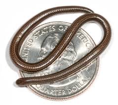 Maybe you would like to learn more about one of these? Absurd Creature Of The Week The World S Tiniest Most Adorable Snake Can Curl Up On A Quarter Wired