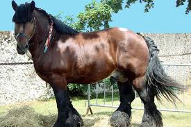 Actual picture is approx 8 x 10 on white background. 8 Belgian Horse Breeds That You May Have Heard About Horses Foals