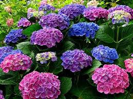 アジサイが葉っぱばかりで咲かないのはなぜ どうやったら花が咲く お役立ち情報サーチ