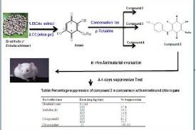 Image result for Embelia schimperi