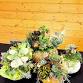 Make a Holiday Succulent-Pumpkin Arrangement event image