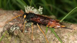Wasps have four wings, chewing mouthparts, a sting in females, and long antennae. Giant Horntail The Wildlife Trusts