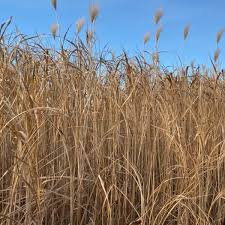 We did not find results for: Uk Miscanthus Rhizomes For Sale