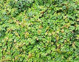 Check spelling or type a new query. Ficus Pumila Repens Quercifolia Glasshouse Works