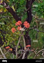 Image result for Erythrina abyssinica