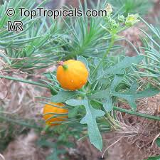 Image result for Kedrostis crassirostrata