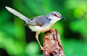 Ocehan semua burung 02 april 2021. Download Suara Burung Ciblek Gacor Mp3 Untuk Pikat