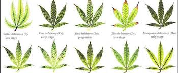 Identifying Cannabis Plants Problems