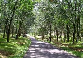 We did not find results for: 78 Gambar Hutan Pohon Karet Kekinian Gambar Pixabay