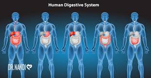Gut Health Is The Key To A Healthy Life In 2020 Human Digestive System Ulcers Digestive System