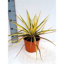 Yucca Filamentosa Color Guard Palmlelie Teeninga Palmen