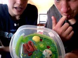 A jelly like substance that makes up the cell's protoplasm. Plant Cell Project Youtube