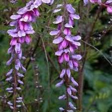 Image result for Indigofera simplicifolia