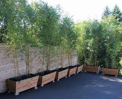 The best varieties for screening are the phyllostachys black bamboo, bisset bamboo, golden bamboo. Bamboo Planters Bamboo In Pots Japanese Garden Design Backyard