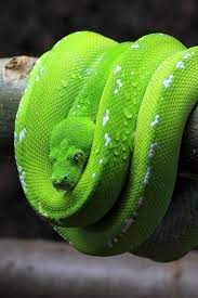 Green Tree Python Morelia Viridis Beautiful Snakes Snake Wallpaper Pet Snake