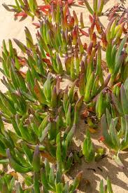 Image result for Carpobrotus