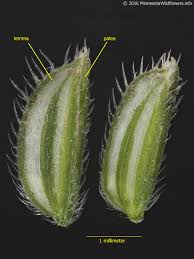 Image result for Leersia