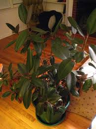 Bird Of Paradise Plant Leaves Curling Up How To Take Care Of An Indoor Rubber Plant Garden Guides Rubber Tree Plant Plant Leaves Trees To Plant