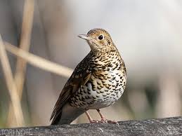 Image result for トラツグミ