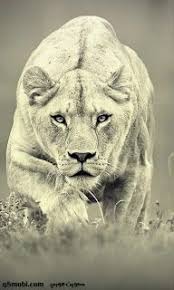 خلفيات جوال اجمل صور خلفيات موبايل بجودة hd عالية الدقة 2021 mobile iphone wallpapers in 2021 lion wallpaper lion pictures animal photography