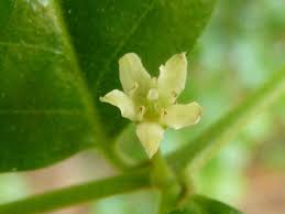 Image result for Cassinopsis tinifolia