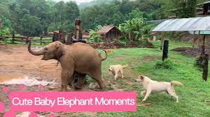 Find professional funny elephant videos and stock footage available for license in film, television, advertising and corporate uses. Cute And Funny Baby Elephant Videos Compilation Youtube