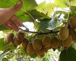 Check spelling or type a new query. How To Grow Kiwi Plant In A Pot Plant Instructions