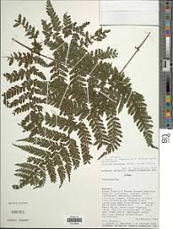 Image result for Triplophyllum protensum