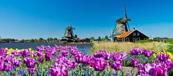 Die bekannteste adresse wenn es um tulpen in holland geht. Zur Tulpenblute Nach Holland Und Im Blutenmeer Baden Fewo Direkt