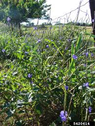 Image result for Stachytarpheta urticifolia