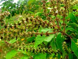 Image result for Basilicum polystachyon