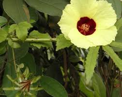 Image result for Hibiscus surattensis
