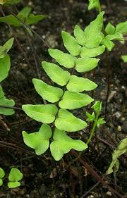 Image result for Cheilanthes viridis