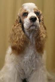 Parti American Cocker Spaniel Black And White Joanna A Red And White Parti Color American Cocker Spaniel American Cocker Spaniel Cocker Spaniel Spaniel