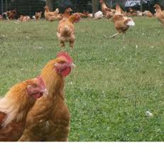 Choisissez vos volailles chez un éleveur avicole de talent, la ferme du poulet qui va bien vous garantit des volailles nourries à la main et élevées en plein air. Eleveurs De Volailles Lapins Mayenne 53 Volailles Et Lapins En Vente Directe Producteur