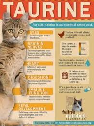 Lucky ferals is a cat. 10 Bone Broth For Cats Ideas Homemade Cat Food Bone Broth Feline Health