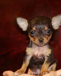 Black And Tan Long Haired Chihuahua For Sale Teacup Chihuahua In Tan And Brown Png Cute Chihuahua Chihuahua Love Chihuahua Puppies