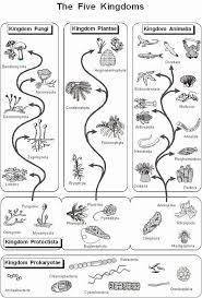 Six Kingdoms Coloring Worksheet Inspirational Pin On Printable Blank Worksheet Template In 2020 Elementary Science Homeschool Life Science Science Biology