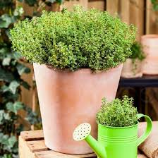 Eataliano Solitar Echter Thymian 25 Cm Kubel Online Kaufen Bei Gartner Potschke Krauterpflanzen Pflanzen Thymian