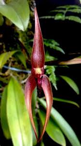 Image result for Bulbophyllum vulcanicum