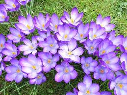 1 violet inggris ( english violet ), violet penjual bunga ( florist's violet ), atau violet kebun. Crocus Bunga Violet Musim Foto Gratis Di Pixabay