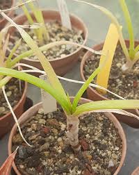 Image result for Aloe ballii
