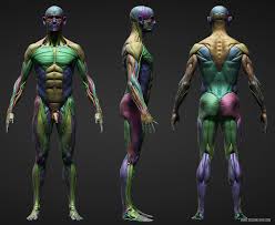 Pin On Anatomy