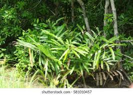 Image result for Acrostichum aureum