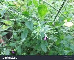 Image result for Dicliptera paniculata