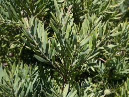 Image result for Afrocarpus falcatus