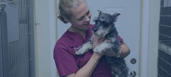 Humane society in effingham, il, and search the available pets they have up for adoption on petfinder. Critical Care Advanced Veterinary Care