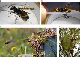 A vespa asiática fez soar o alarme na europa e, desde então, a ameaça à abelha europeia. Searching For Nests Of The Invasive Asian Hornet Vespa Velutina Using Radio Telemetry Communications Biology
