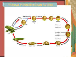 Pada saat sel telur terlepas dari ovarium, maka oosit akan segera melengkapi sebagai meiosis 1 dan akan memulai. Fertilisasi Dan Biologi Perkembangan Ppt Download