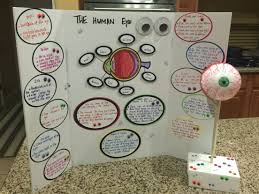 The Human Eye Model 3rd Grade Project Science Fair Projects Science Fair Biology Projects